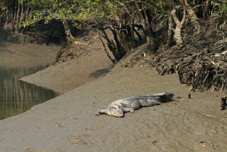 Sundarbans — the beautiful mangrove