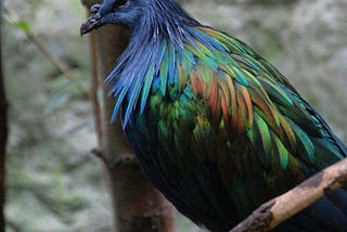 Is it a Dodo or a GMO Pidgeon?