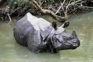 Searching For Wild Rhinos and Tigers in Nepal
