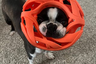 My Dog’s First Annual Performance Review