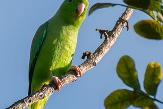 Yes, Wild Parrots Do Name Their Babies