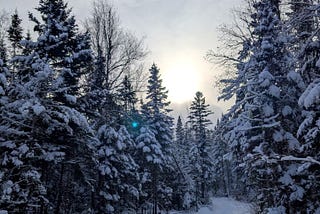 Lessons From a Sleeping Forest