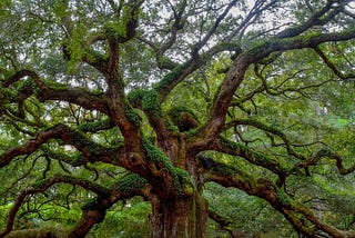 Nature Doesn’t Rush, So Why Are You?