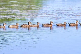 Getting Your Philosophical Ducks in a Row