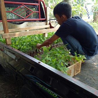 Jual Bibit Pepaya California Siap Tanam Unggul Medium