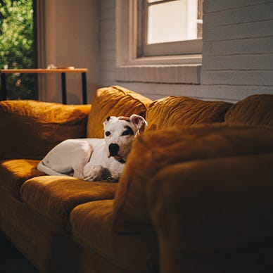 Tan plush sofa with cute dog resting on cushion.