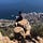 MountainGoat