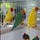 Green Gouldian Finches for Sale