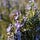 Regenerative Cultivation Secrets