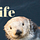 Otter Life