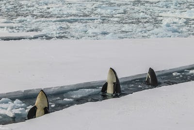 Be more killer whale than polar bear if you want product success