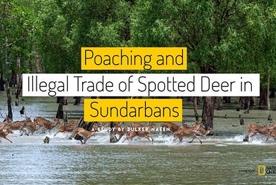 Poaching and illegal trade of spotted deer in Sundarbans