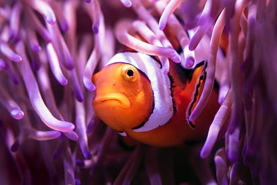 Finding Nemo on Ashley Madison!
