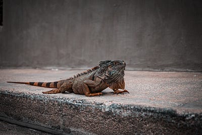 The Mating Game