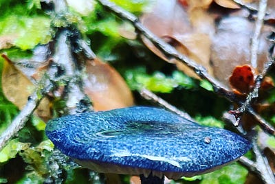 Travelling through the Ancient Rainforest sites in the Tarkine of north western Tasmania, I get…