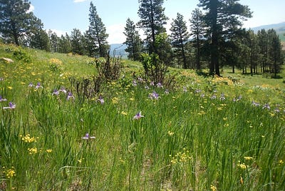 Palouse Prairie Remnant Restoration