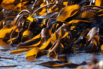 Rich Reviews the Book: “Seaweed Chronicles” by Susan Shetterly