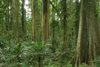 Seen One Rainforest, Seen Them All?