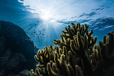 Want to save coral reefs on a warming planet?