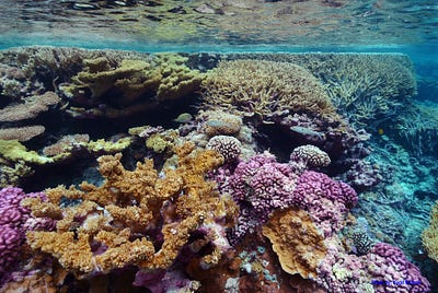 Unleashing an Army of Sea Urchins to Save a Coral Reef