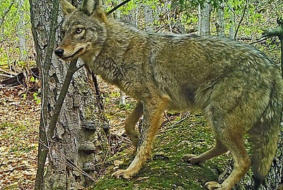 COVERSATION WITH A COYOTE