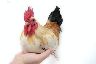 Chicken and the egg — well, I like both and eat them all.