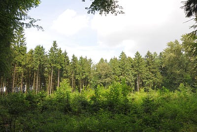 Private Forests — the Backbone of German Forest Landscapes