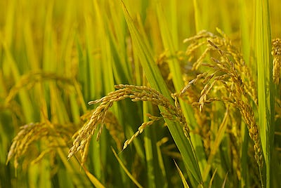 AmCham Discusses Sustainable Farming