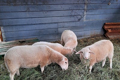 Short Commemoration: 4 Sheep Killed Today Vs 4 Students