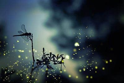 FIREFLIES AND DRAGONFLIES