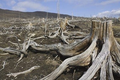 Saving the Forest, Saving Our Lives