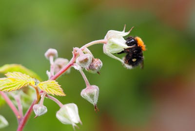 Dramatic Decline in Insect Numbers needs Drastic Measures.