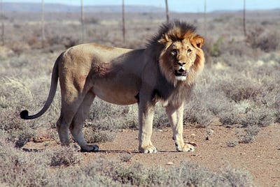 The Lion of Africa