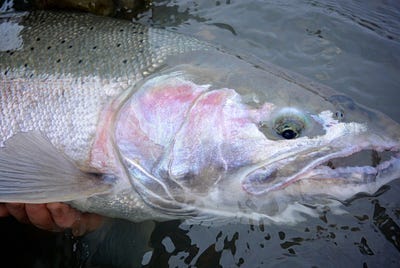 Fishing for wild steelhead will not open on Skagit River with too few fish forecasted to return