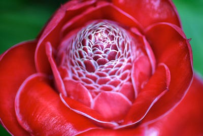 Macromania: More Flores Flowers
