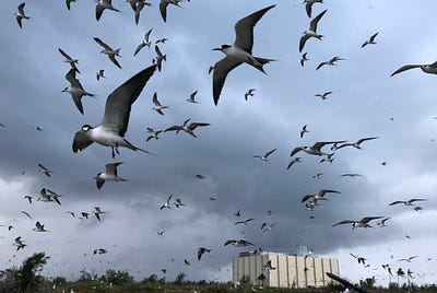 Saving a Seabird Paradise From Invasive, Acid Spraying Ants