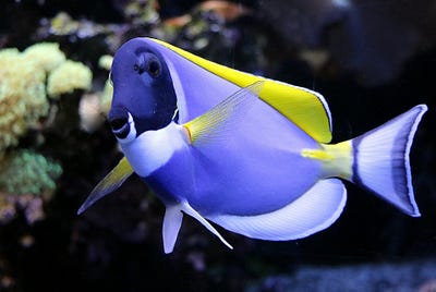 Morning Coffee: Planting Coral Reefs
