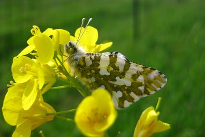 Pacific Pollinators: These Five Species Bring the Love to Plants