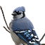 Jay Playco