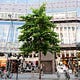 The Street Tree