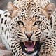 Forex Leopard