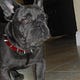 French Bulldogs
