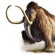 Agile Mammut