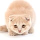 kittentonic