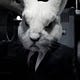 White Rabbit