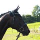 Schwarz-Markt Reitsport