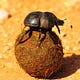 Cool Dung Bettle