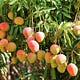 The Mango Tree