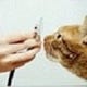 Veterinary Specialists