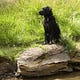 David V. Iannelli
